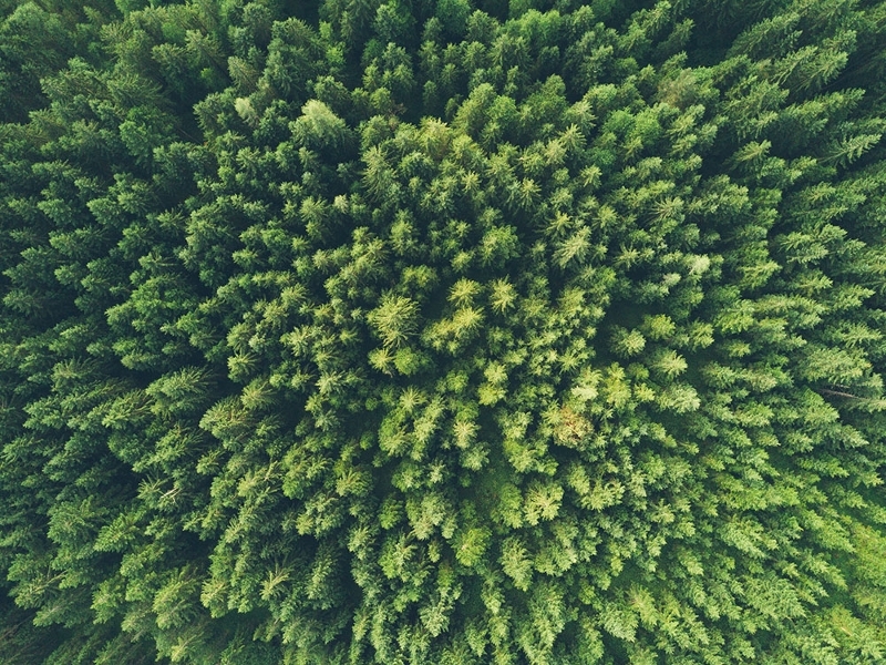 Trees